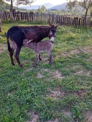 magarita cu pui mic  - imagine 3