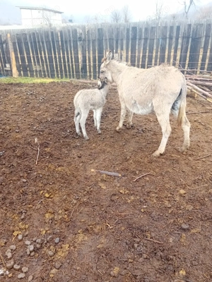 magarita cu pui mic  - imagine 2