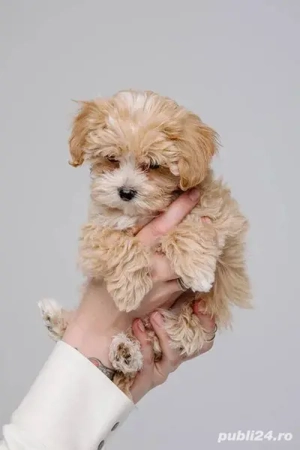 Puiuti Maltipoo talie mica