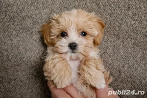 Baietel Bichon talie mica 