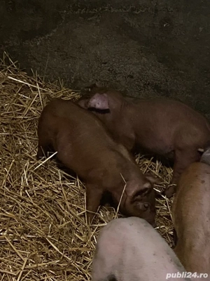 purcei duroc de vanzare - imagine 2