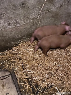 purcei duroc de vanzare - imagine 4