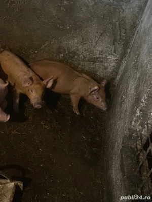 purcei duroc de vanzare - imagine 3