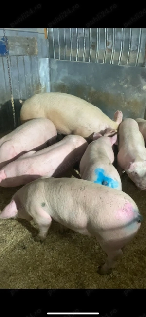 purcei de vanzare !  - imagine 4