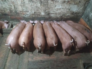 Vand purcei - imagine 2