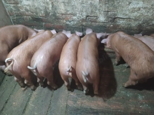 Vand purcei - imagine 4