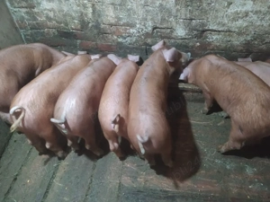 Vand purcei - imagine 3