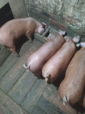 Vand purcei - imagine 5