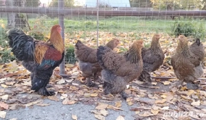 Ouă găini brahma pentru incubat  - imagine 2