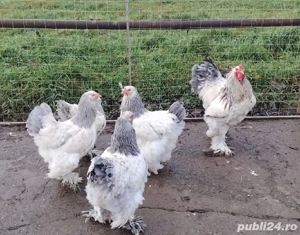 15 pui brahma de 17 zile  - imagine 3