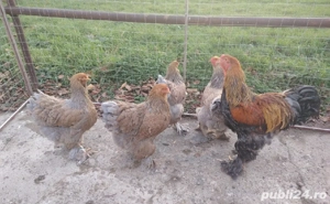 15 pui brahma de 17 zile  - imagine 2