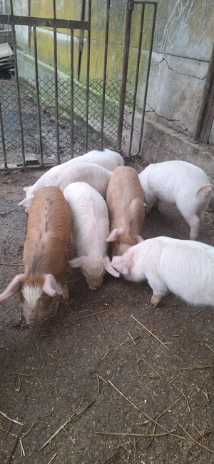 Purcei de vanzare ! - imagine 2
