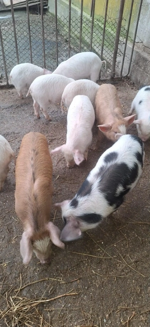 Purcei de vanzare ! - imagine 5