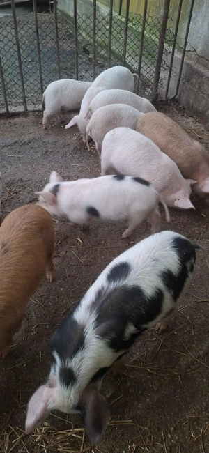 Purcei de vanzare !