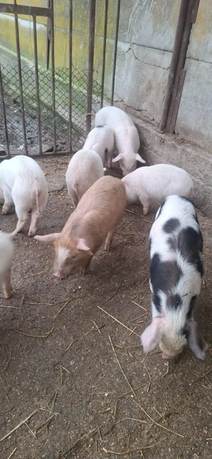 Purcei de vanzare ! - imagine 4