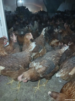 Vand gaini de oua - imagine 4