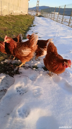 Vand gaini de oua - imagine 5