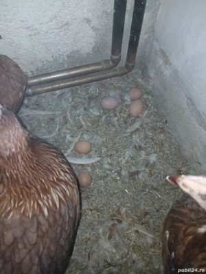 Vand gaini de oua - imagine 3