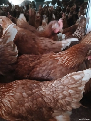 Vand gaini de oua - imagine 2