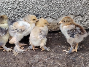 15 pui brahma de 17 zile  - imagine 5