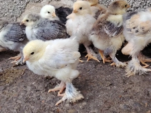 15 pui brahma de 17 zile  - imagine 4