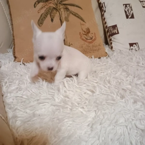 Catelusi Chihuahua Mini Toy - imagine 3