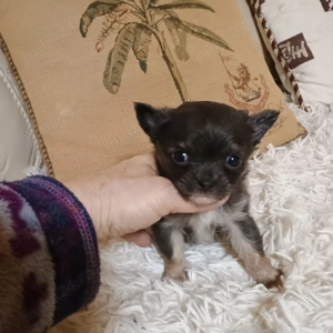 Catelusi Chihuahua Mini Toy