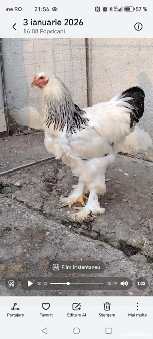 Păsări din rasa brahma  - imagine 3