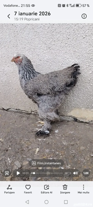 Păsări din rasa brahma  - imagine 5