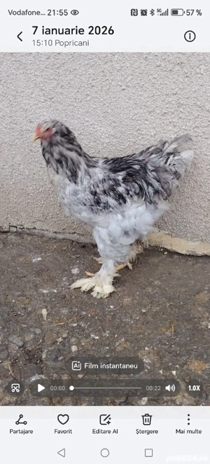 Păsări din rasa brahma  - imagine 4