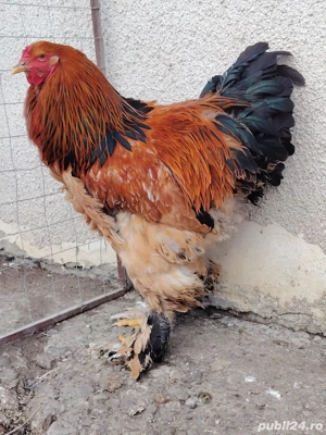 Păsări din rasa brahma  - imagine 2