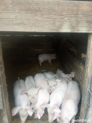 vând purcei  - imagine 2