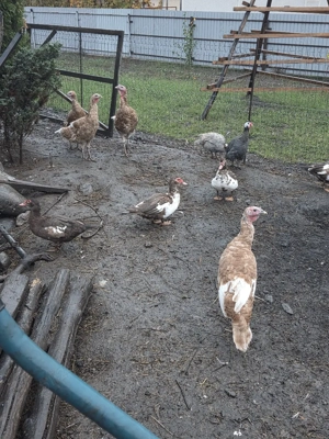 curci red bourbon - imagine 2