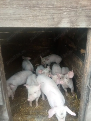 vând purcei  - imagine 3