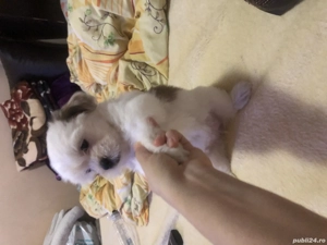 Puiuți Bichon havanezi caută căsuțe noi .