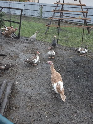 curci red bourbon - imagine 3