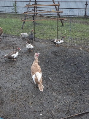 curci red bourbon - imagine 4