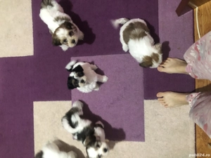 Puiuți Bichon havanezi caută căsuțe noi . - imagine 2