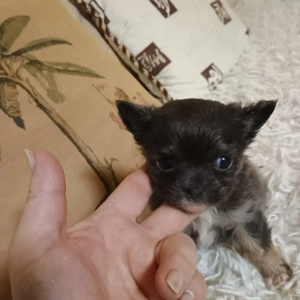 Catelusi Chihuahua Mini Toy - imagine 4