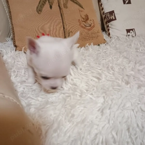 Catelusi Chihuahua Mini Toy - imagine 5