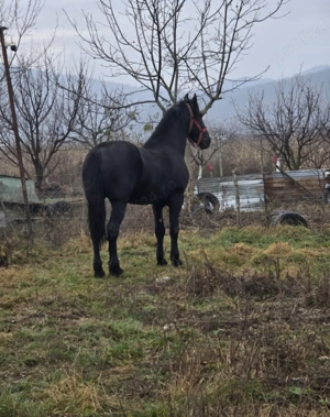 Donez Cal  - imagine 4