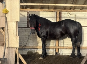 Donez Cal  - imagine 3