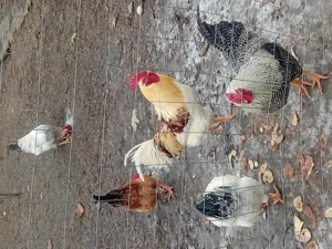 Se vinde pentru mai multe detalii sunați la numărul  