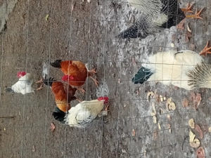 Se vinde pentru mai multe detalii sunați la numărul   - imagine 3