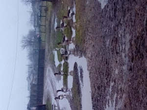 Se vinde pentru mai multe detalii sunați la numărul   - imagine 5