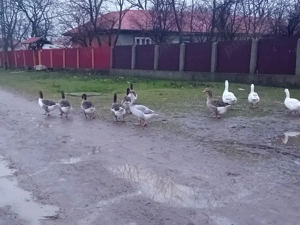 Se vinde pentru mai multe detalii sunați la numărul   - imagine 4