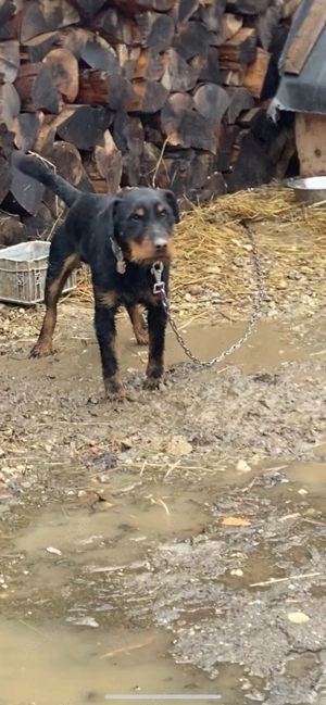 mascul Jagd Terrier jagdterrier