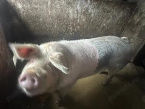 Vănd porc pentru sacrificare de 150 kg. - imagine 5