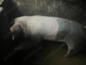 Vănd porc pentru sacrificare de 150 kg. - imagine 2
