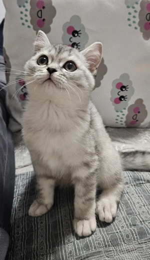 Pui Pisica British Silver Tabby - imagine 5